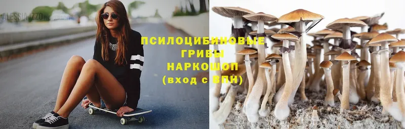 Псилоцибиновые грибы Psilocybine cubensis  Пыталово 